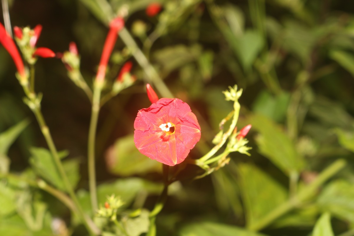 Ipomoea hederifolia L.